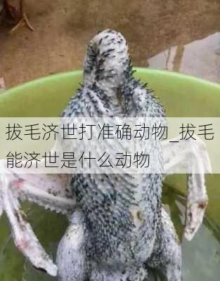 拔毛济世打准确动物_拔毛能济世是什么动物