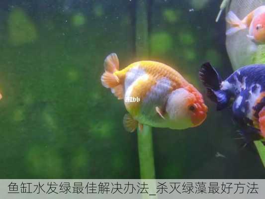 鱼缸水发绿最佳解决办法_杀灭绿藻最好方法