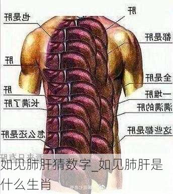 如见肺肝猜数字_如见肺肝是什么生肖