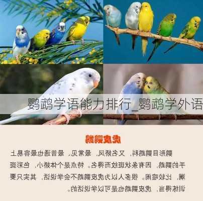 鹦鹉学语能力排行_鹦鹉学外语