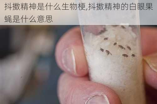 抖擞精神是什么生物梗,抖擞精神的白眼果蝇是什么意思