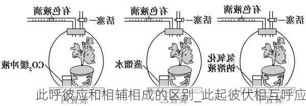 此呼彼应和相辅相成的区别_此起彼伏相互呼应