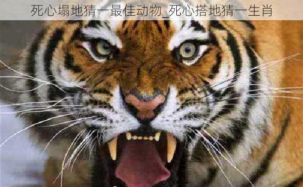 死心塌地猜一最佳动物_死心搭地猜一生肖