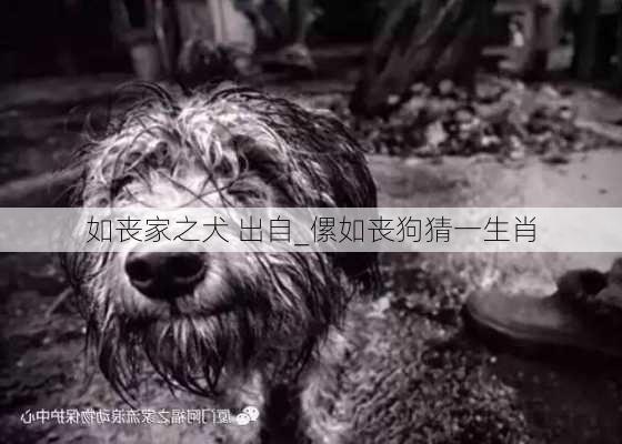 如丧家之犬 出自_傫如丧狗猜一生肖