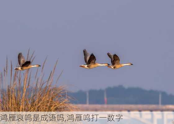 鸿雁哀鸣是成语吗,鸿雁鸣打一数字