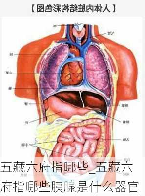 五藏六府指哪些_五藏六府指哪些胰腺是什么器官