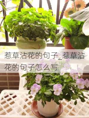 惹草沾花的句子_惹草沾花的句子怎么写