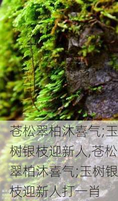 苍松翠柏沐喜气;玉树银枝迎新人,苍松翠柏沐喜气;玉树银枝迎新人打一肖