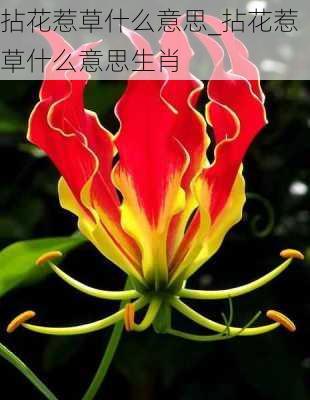 拈花惹草什么意思_拈花惹草什么意思生肖