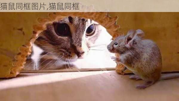 猫鼠同框图片,猫鼠同框