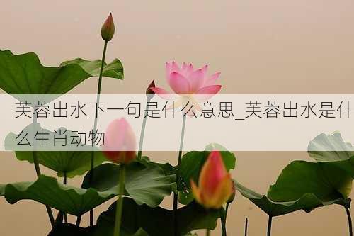 芙蓉出水下一句是什么意思_芙蓉出水是什么生肖动物