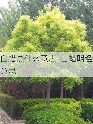 白蜡是什么意思_白蜡明经意思