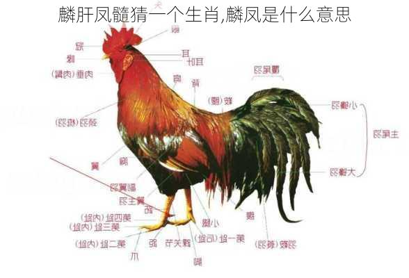 麟肝凤髓猜一个生肖,麟凤是什么意思