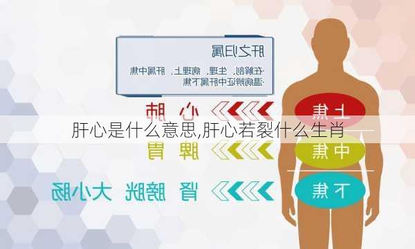 肝心是什么意思,肝心若裂什么生肖