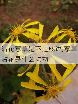 沾花惹草是不是成语,惹草沾花是什么动物