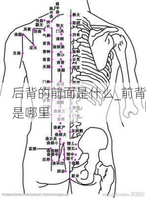 后背的前面是什么_前背是哪里