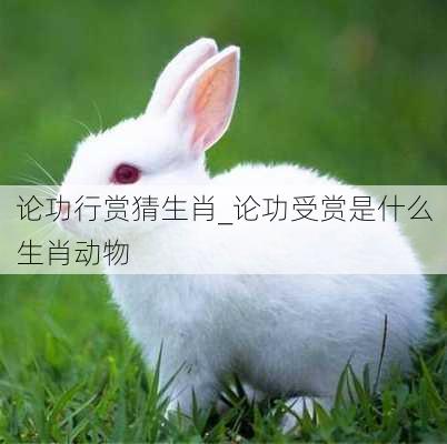 论功行赏猜生肖_论功受赏是什么生肖动物