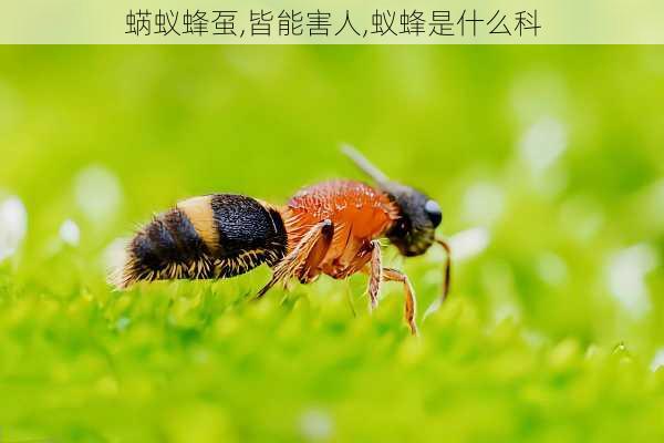 蜹蚁蜂虿,皆能害人,蚁蜂是什么科