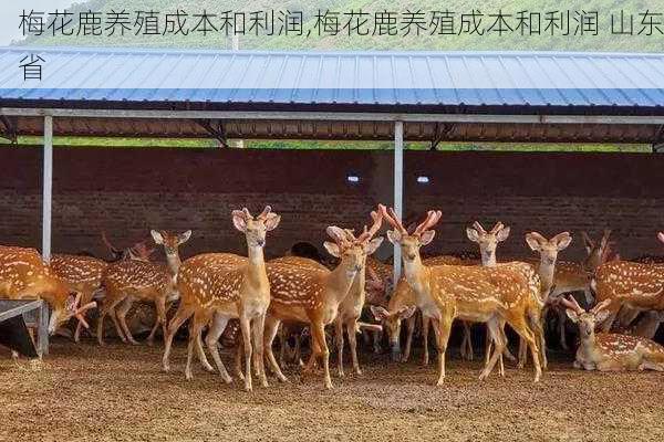 梅花鹿养殖成本和利润,梅花鹿养殖成本和利润 山东省