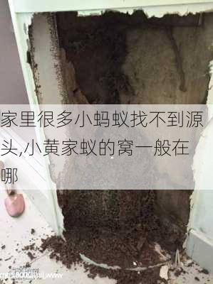 家里很多小蚂蚁找不到源头,小黄家蚁的窝一般在哪