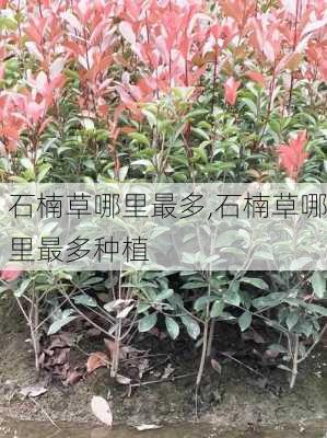 石楠草哪里最多,石楠草哪里最多种植