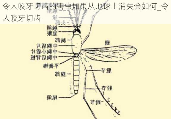 令人咬牙切齿的害虫如果从地球上消失会如何_令人咬牙切齿