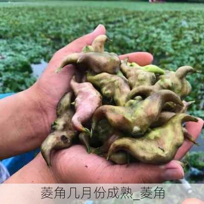 菱角几月份成熟_菱角