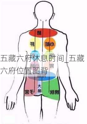 五藏六府休息时间_五藏六府位置图背