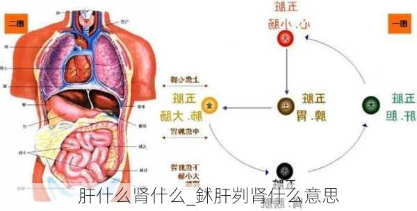 肝什么肾什么_鉥肝刿肾什么意思