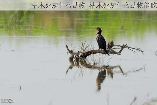 枯木死灰什么动物_枯木死灰什么动物能吃