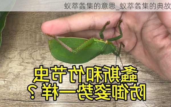 蚁萃螽集的意思_蚁萃螽集的典故