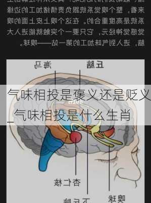 气味相投是褒义还是贬义_气味相投是什么生肖