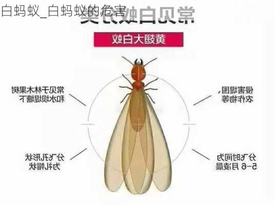 白蚂蚁_白蚂蚁的危害